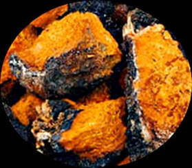 10 Impressive Health Benefits of Chaga Mushrooms